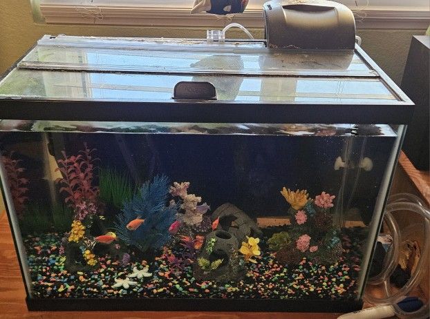 20gal Tank, Supplies & Decorations