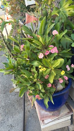 Plantas corona de cristo