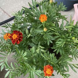 Marigolds