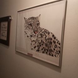 Snow Leopard Art In Frame 