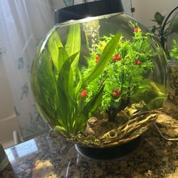 Biorb With Colorful Shrimps