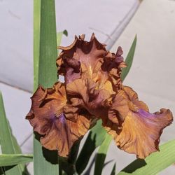 "Sunday Afternoon" Iris