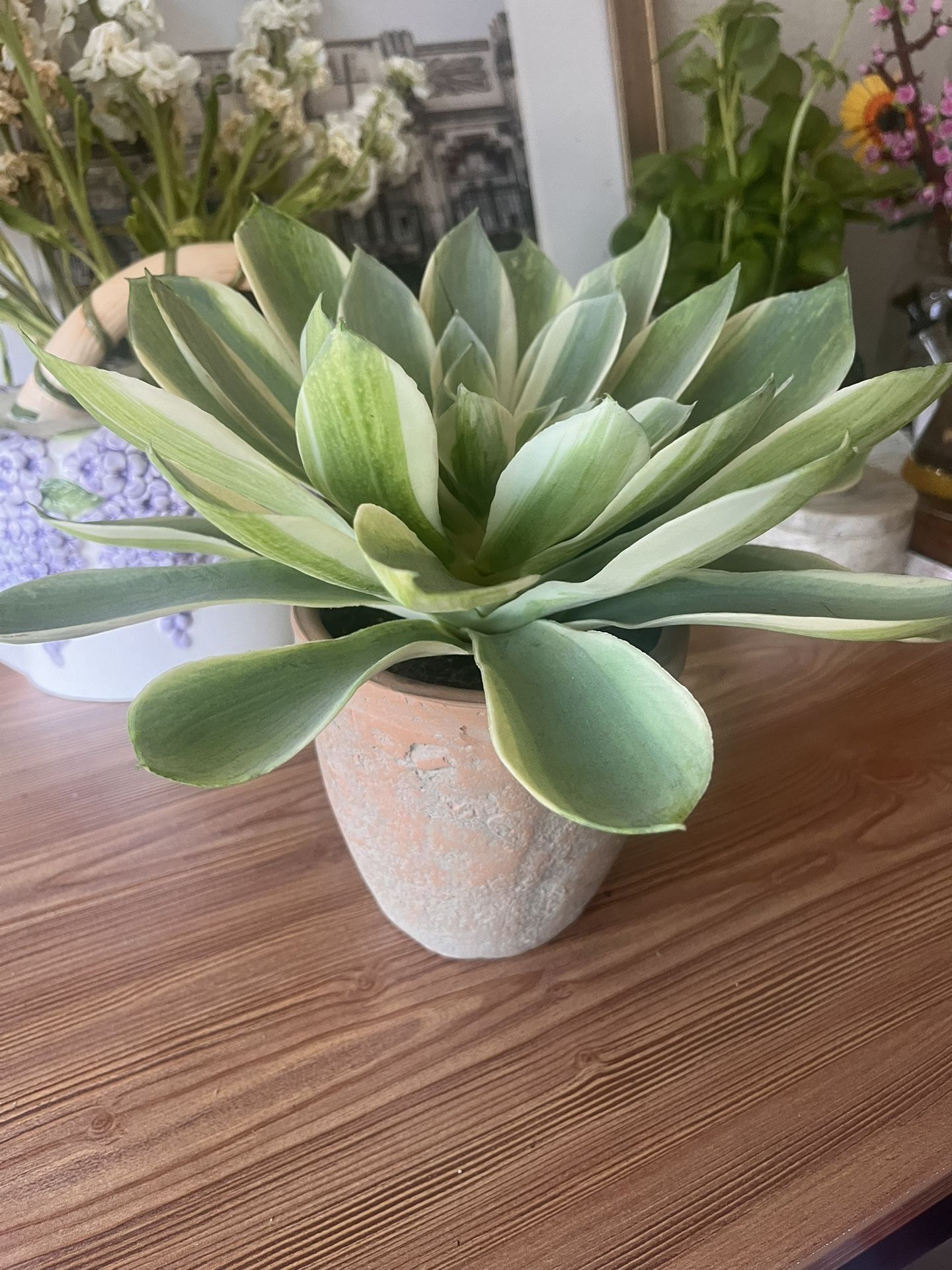 Fake Plant/Succulent with Terracotta pot