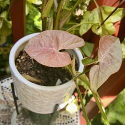 Arrowhead houseplant (syngonium)