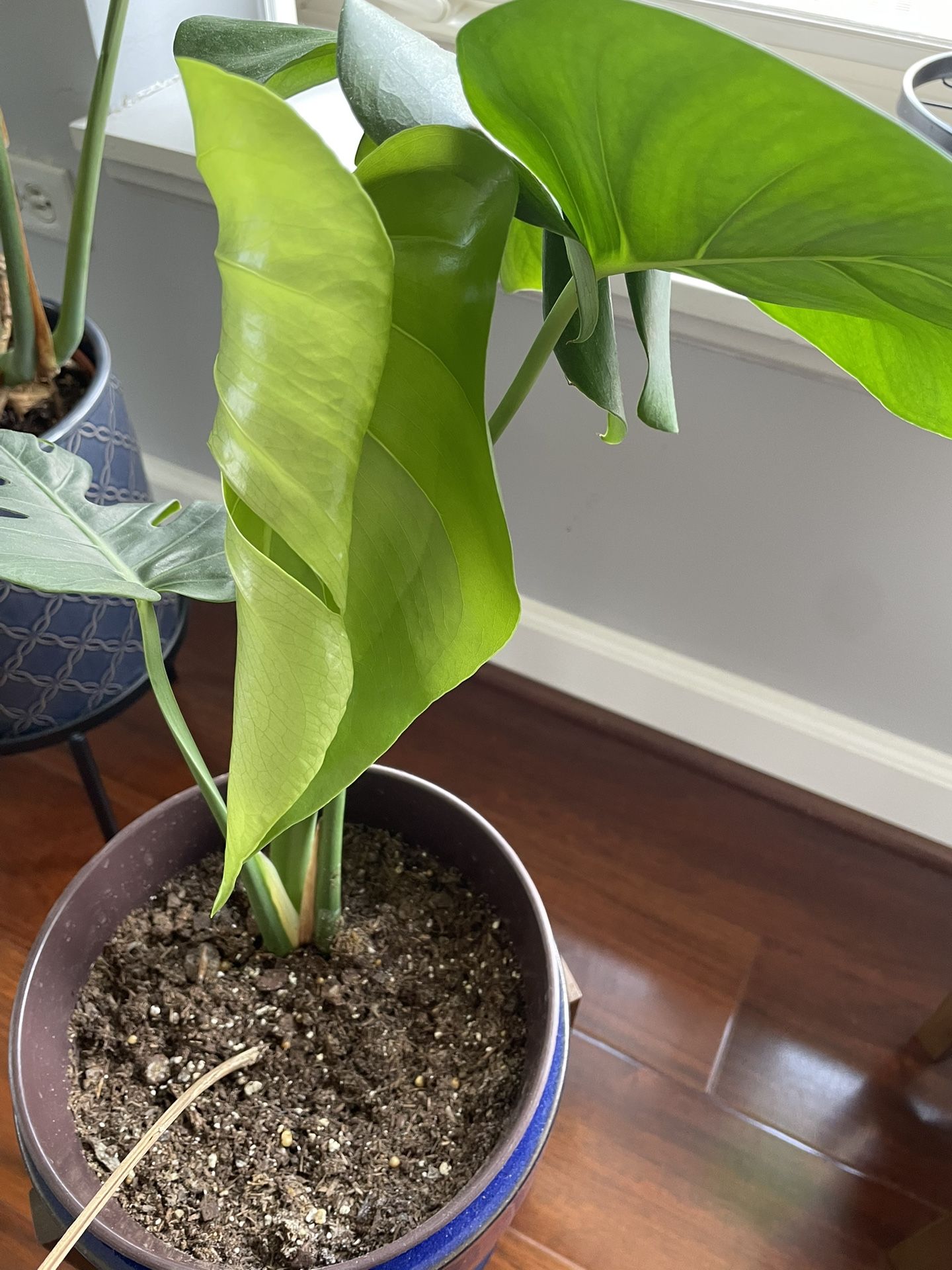 Beautiful Monstera Plant 