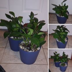 Burgundy peperomia house plants$10-$14 Each pot