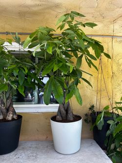 Huge Money Trees
