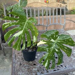 Monstera Thai 8in Indoor Plant
