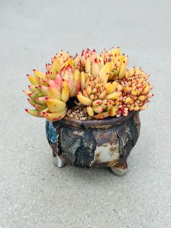 Succulents plants 🪴 （Echeveria 'Latam' Crested）