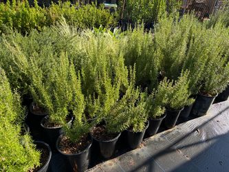 Rosemary up-right