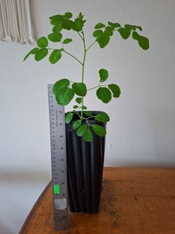 Moringa Tree-Dwarf Indoor