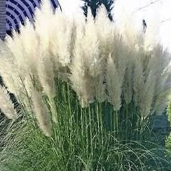 White Pampas Grass 6 Plugs