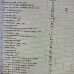 Alocasia/colocasia Sale