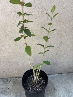 Planta de Pitiona