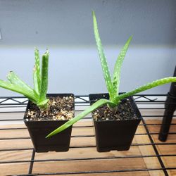 Aloe Plant