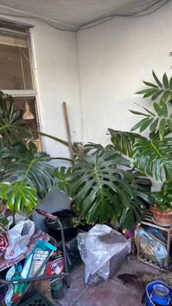 Monstera deliciosa 10 gallon pot