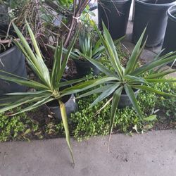3 Yucca Plants 