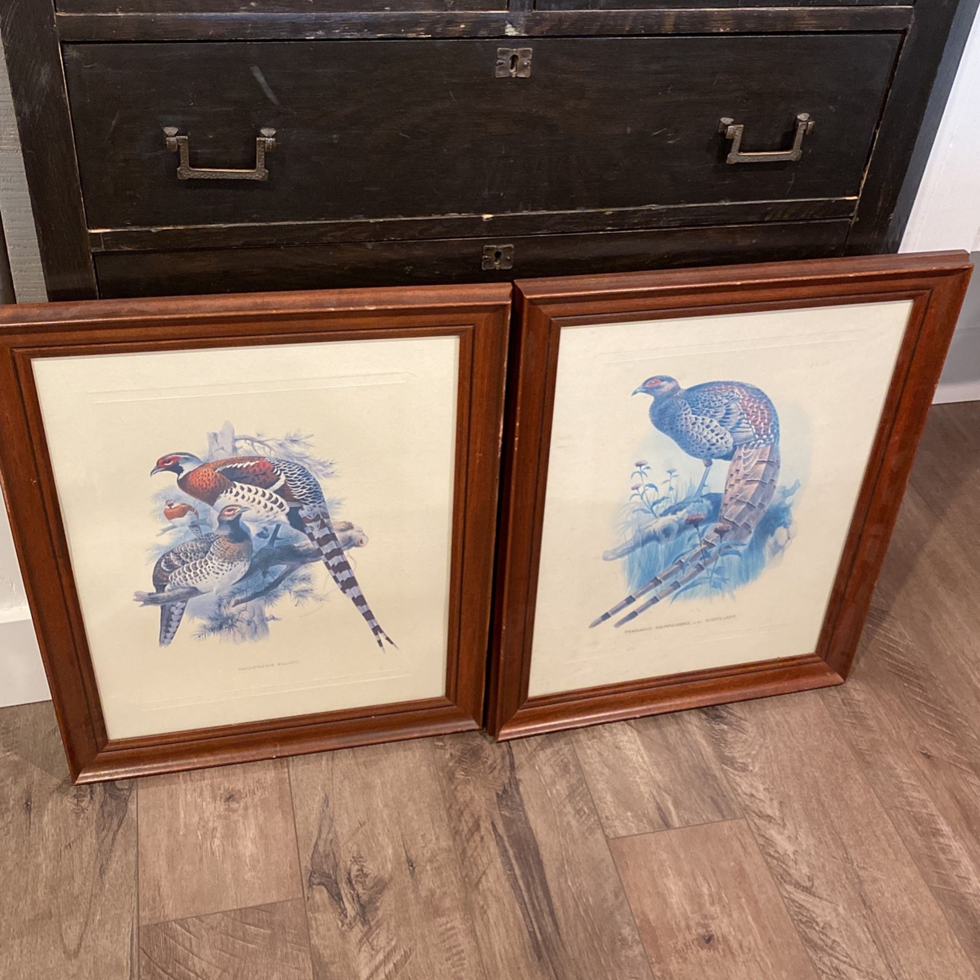 Antique Pheasant Pictures