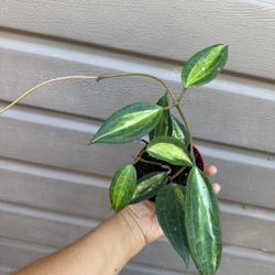 4” hoya pot of gold 