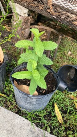 Plantas