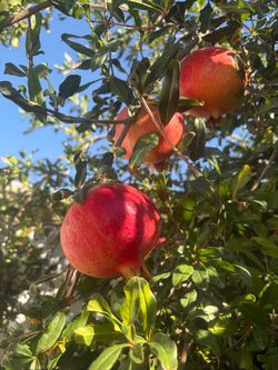 Pomegranate