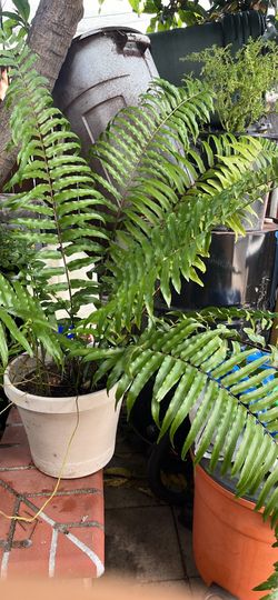 Machete Fern, or Lawn Fern