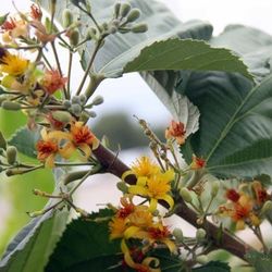 Sherbet O Phalsa Berry Plant 3gal 