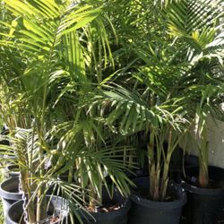 King Palm $78each