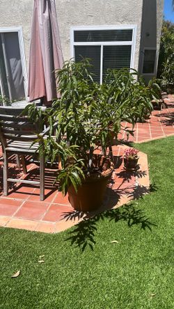 Fruiting Peach Tree