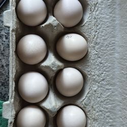 Silkie Eggs Fertilized