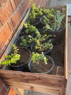 This is our $5 Ea Section Of plants