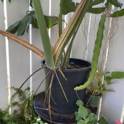 4 Feet High ,beautiful And Healthy Plant