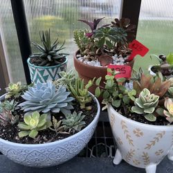 Many Beautiful Succulents 