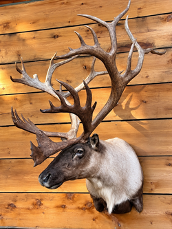 Impressive Large Caribou Taxidermy Shoulder Mount – Massive Antler Trophy