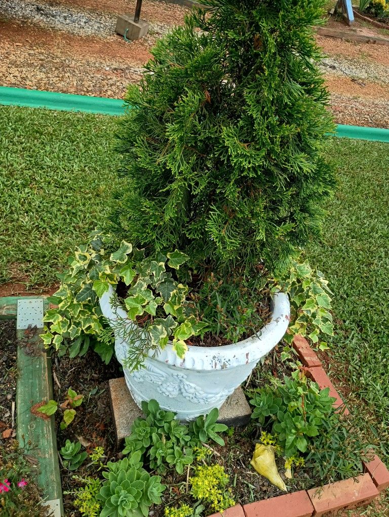 Concrete Potted Plant