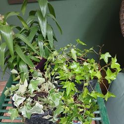 English Ivy