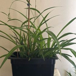 Spider Plant 