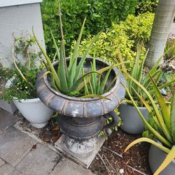 Large Aloe Vera in Vintage Decorative Planter