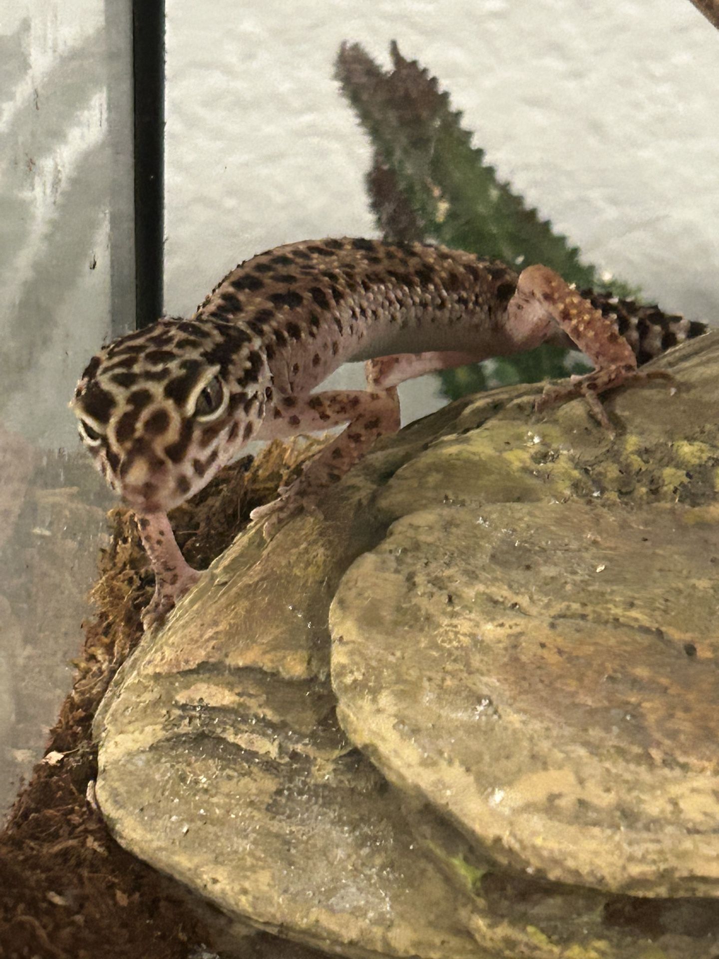 Reptile, terrarium, and supplies
