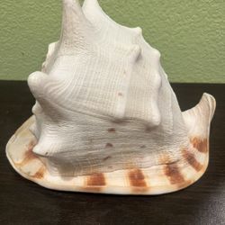 Vintage Huge  Queen Helmet Conch Seashell 9” X 7” X7”