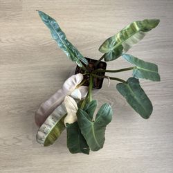 Atabapoense Pink Marble