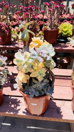 Echeveria succulent purple delight variegated