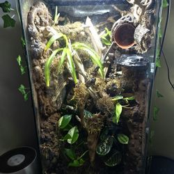 18x18x36in Bioactive Vivarium