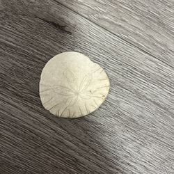 Sand Dollar