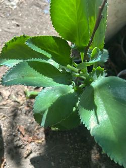 Calanchoe