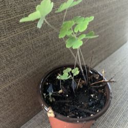 Small Pot Of Mini Pink Flowering Columbine Flower, Perennial Comes Back Each Year, Full Sun To Partial Shade,  Low Height