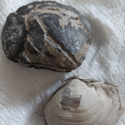Fossilized  Clam Shells