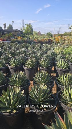 Agave Blue Glow