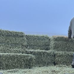 Alfalfa Orchard Quality Hay For Horses 