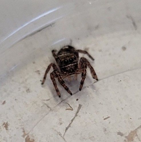 Regal Jumping Spider Slings - Phidippus Regius